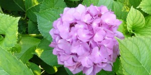 Beitragsbild des Blogbeitrags Flower of the Day – Hydrangea