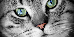 Beitragsbild des Blogbeitrags Die elektronische Katzenklappe 