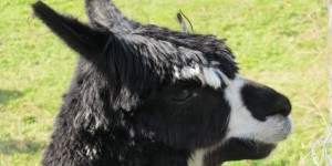 Beitragsbild des Blogbeitrags Die beruhigende Wirkung von Alpakas