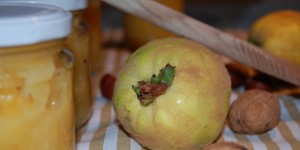 Beitragsbild des Blogbeitrags Quittenverarbeitung 1. Streich: Quittenmus