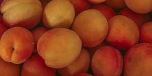 Beitragsbild des Blogbeitrags Saisonkalender für das ganze Jahr