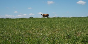 Beitragsbild des Blogbeitrags Kein Aussteiger: Biobauer Hoina