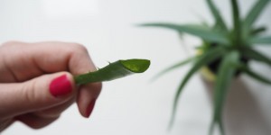 Beitragsbild des Blogbeitrags Wundversorgung aus dem Garten: Aloe Vera & Hauswurz 