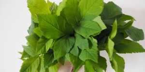 Beitragsbild des Blogbeitrags Unkraut Giersch: Unglaublich gsund