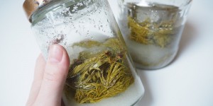Beitragsbild des Blogbeitrags Wipferlsirup vergraben oder in die Sonne stellen?