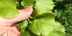 Beitragsbild des Blogbeitrags Zart verwöhnt die Linde: Lindenblättersalat