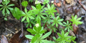 Beitragsbild des Blogbeitrags Waldmeister für die Maibowle