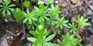 Beitragsbild des Blogbeitrags Waldmeister für die Maibowle 