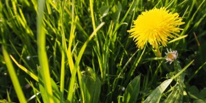 Beitragsbild des Blogbeitrags Löwenzahn-Marmelade: Der Alleskönner passt auch aufs Brot