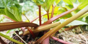 Beitragsbild des Blogbeitrags Tolles Duo: Walderdbeeren & Rhabarber