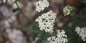 Beitragsbild des Blogbeitrags Schafgarbe: Ein wahres Frauenkraut
