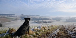 Beitragsbild des Blogbeitrags Jausenstation Hansberg und der Biohof Steinmayr