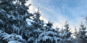 Beitragsbild des Blogbeitrags Fichte & Tanne: Mehr als bloß Weihnachtbaum
