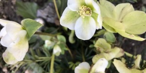 Beitragsbild des Blogbeitrags Verheißungsvoller Vorbote: Schneerose