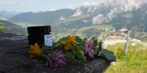 Beitragsbild des Blogbeitrags Kräuterwissen: Gegen alles ist ein Kraut gewachsen