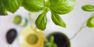Beitragsbild des Blogbeitrags Superfood: Matcha Pudding