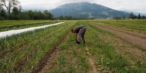 Beitragsbild des Blogbeitrags Bio statt Büro: Hüttschader Biogemüse