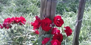 Beitragsbild des Blogbeitrags Spitz/Donau und Sandgrube 13 