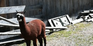 Beitragsbild des Blogbeitrags Böckstein und Alpakas
