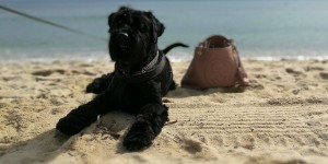 Beitragsbild des Blogbeitrags Saint Tropez is always a good idea