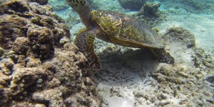 Beitragsbild des Blogbeitrags Die Gili Inseln – Indonesien #3 