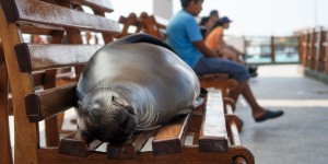 Beitragsbild des Blogbeitrags Die Galapagos Inseln 