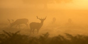 Beitragsbild des Blogbeitrags Tierische Erlebnisse am Gipfel der Gefühle
