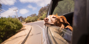 Beitragsbild des Blogbeitrags Wie das Reisen mit Hund ohne Stress gelingt