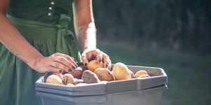 Beitragsbild des Blogbeitrags Paul Potato: Kartoffelernte{Zeit}