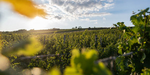 Beitragsbild des Blogbeitrags Von Wagram bis nach Wien: Wein erleben im Winzerkeller, Heurigen & Picknick im Weingarten 