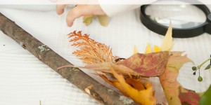Beitragsbild des Blogbeitrags Montessori Montag: Naturtischlein im Herbst oder mit der Lupe auf Entdeckungsreise 