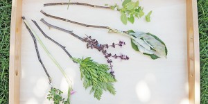 Beitragsbild des Blogbeitrags Naturpinsel basteln (Pssst, so malen kleine Waldelfen die Blätter bunt an!)