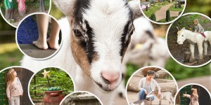 Beitragsbild des Blogbeitrags Lüneburger Heide: Dein einzigartiger Familienurlaub in Niedersachsen (Mini and Me Reiseguide mit Video)