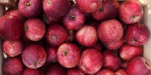 Beitragsbild des Blogbeitrags Wunderwuzi Bio-Apfel: Auf den Spuren des heimischen Superfoods (mit zwei herrlich süßen, veganen Rezepten: Apfelmuffins und Apfelstrudel) 