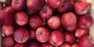 Beitragsbild des Blogbeitrags Wunderwuzi Bio-Apfel: Auf den Spuren des heimischen Superfoods (mit zwei herrlich süßen, veganen Rezepten: Apfelmuffins und Apfelstrudel)