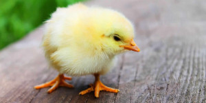 Beitragsbild des Blogbeitrags Frohe Ostern ohne Kükentöten – Frischei im Marktcheck