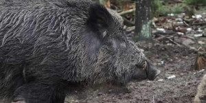 Beitragsbild des Blogbeitrags Wildschwein soll nicht länger „Putin“ heißen