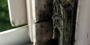 Beitragsbild des Blogbeitrags Schimmel in der Wohnung (Faktencheck)
