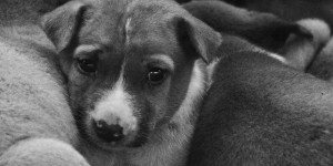 Beitragsbild des Blogbeitrags Tierquälerei im Netz: Vermeintliche Tierrettungsvideos