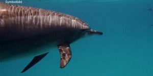Beitragsbild des Blogbeitrags Delfine schützen russische Schwarzmeer-Flotte vor Sabotage 
