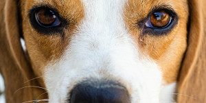 Beitragsbild des Blogbeitrags Uniklinik zieht Hunden Zähne?