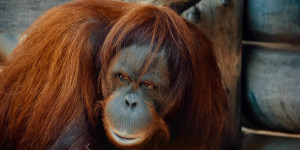 Beitragsbild des Blogbeitrags Mythos Orang-Utan-Bordelle – Die Geschichte von „Pony“