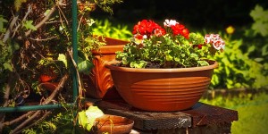 Beitragsbild des Blogbeitrags Pflanzen- und Grilltipps für den Garten 