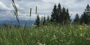 Beitragsbild des Blogbeitrags Aliciouslog is back