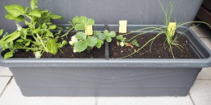 Beitragsbild des Blogbeitrags Aliciouslife: My balcony garden – 2016 update