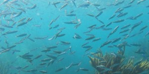 Beitragsbild des Blogbeitrags Alicioustravels: Getting back into diving