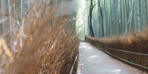 Beitragsbild des Blogbeitrags Bamboo Garden Kyoto – Arashiyama Bamboo Grove + detaillierter Wegbeschreibung