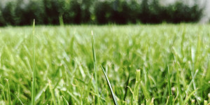 Beitragsbild des Blogbeitrags Tipps zur Rasenpflege – Vom Anbau bis zum Mähen 