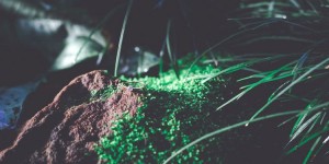 Beitragsbild des Blogbeitrags Hochzeitstrend 2017: Trendfarbe Pantone Greenery für die Hochzeit