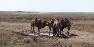 Beitragsbild des Blogbeitrags Was glitzert da am Horizont?